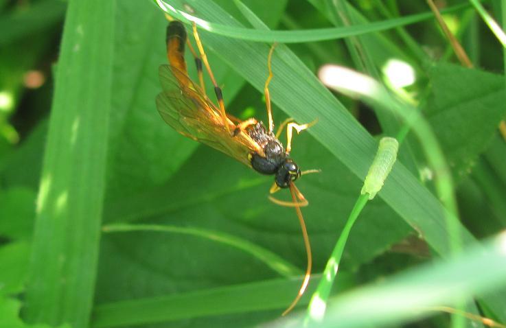 Therion circumflexum